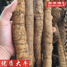 百草源新鲜牛大力薯大牛500g批发鲜货粉质大薯煲汤中药材金钟根泡