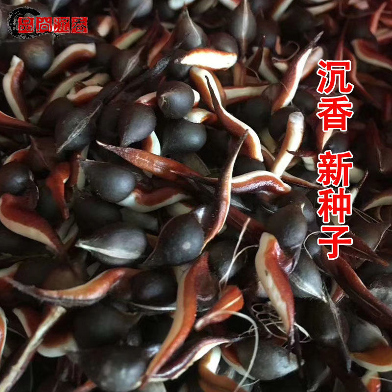 奇楠沉香小苗沉香幼苗奇楠沉香种子名贵树种白奇楠绿奇楠发芽率高