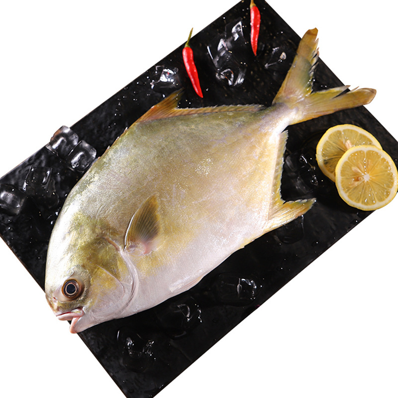 批发海鲜冷冻水产生鲜金鲳鱼活冻金昌鱼鲜活白鲳鱼海昌鱼平鱼海鱼