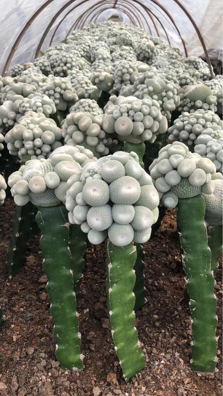 仙人球科不含盆多肉植物嫁接带柱子仙人球月世界群生仙人球批发