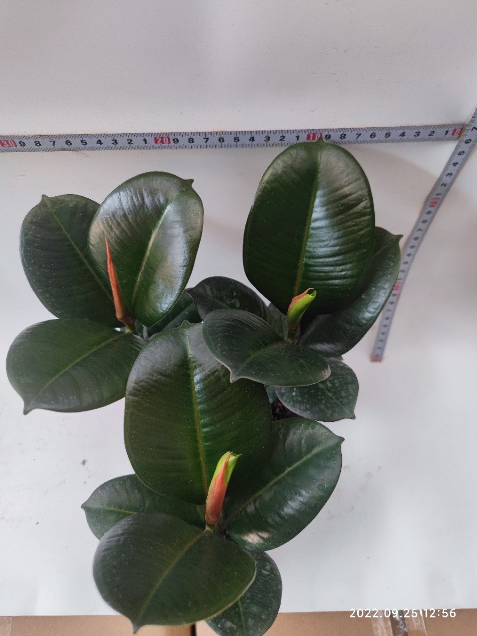 基地批发美国橡皮榕绿金刚桌面小盆栽ficussofia喜阳室外观叶植物