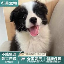 边境牧羊犬活体狗狗 边境牧羊犬幼犬批发价格 宠物边境牧羊犬幼崽