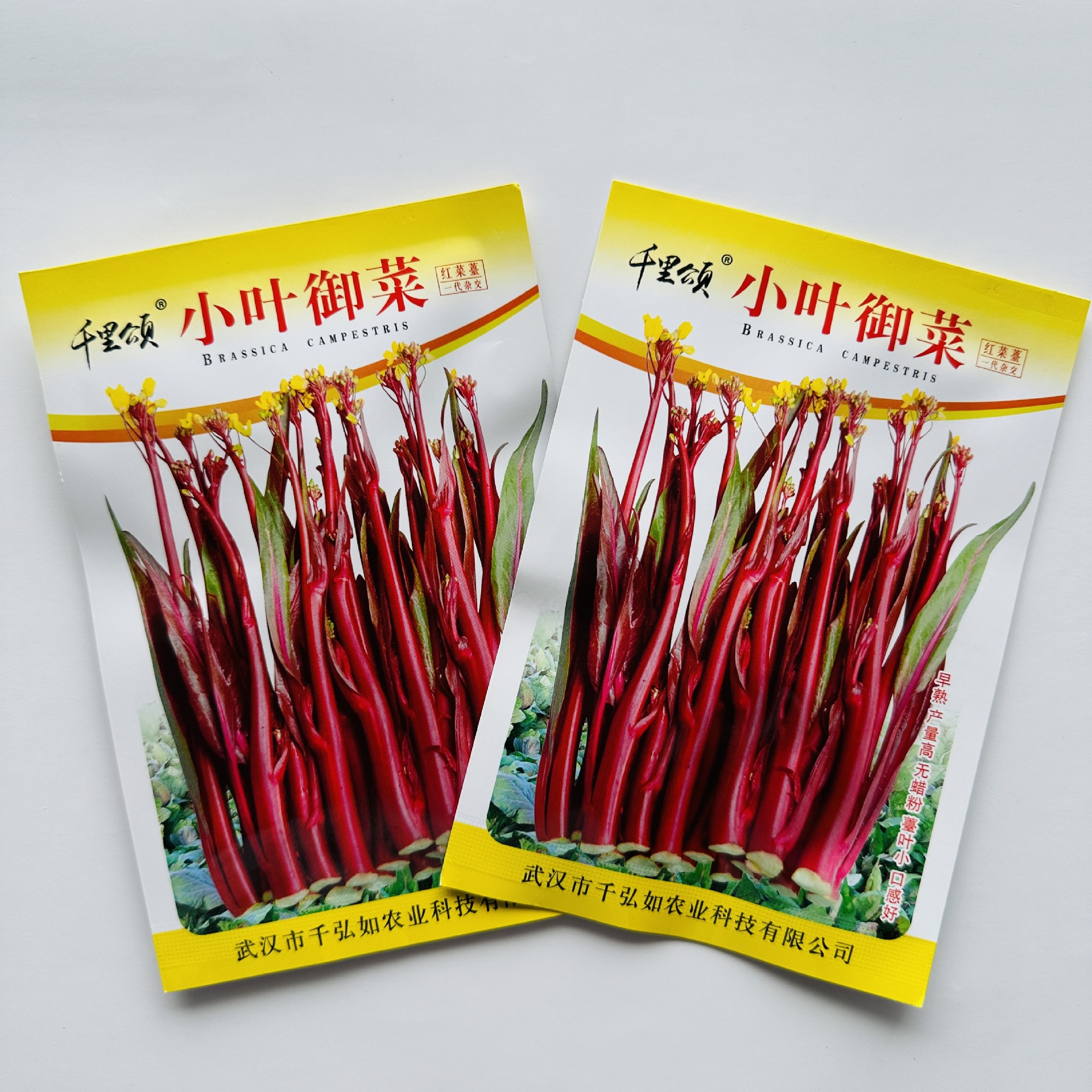 翠玉白菜苔红菜苔种子紫色芸红油苔九心菜十月红紫