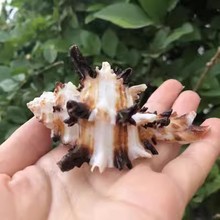 。天然海螺贝壳黑千手螺海菊花螺鱼缸水族造景装饰品寄居蟹替换壳
