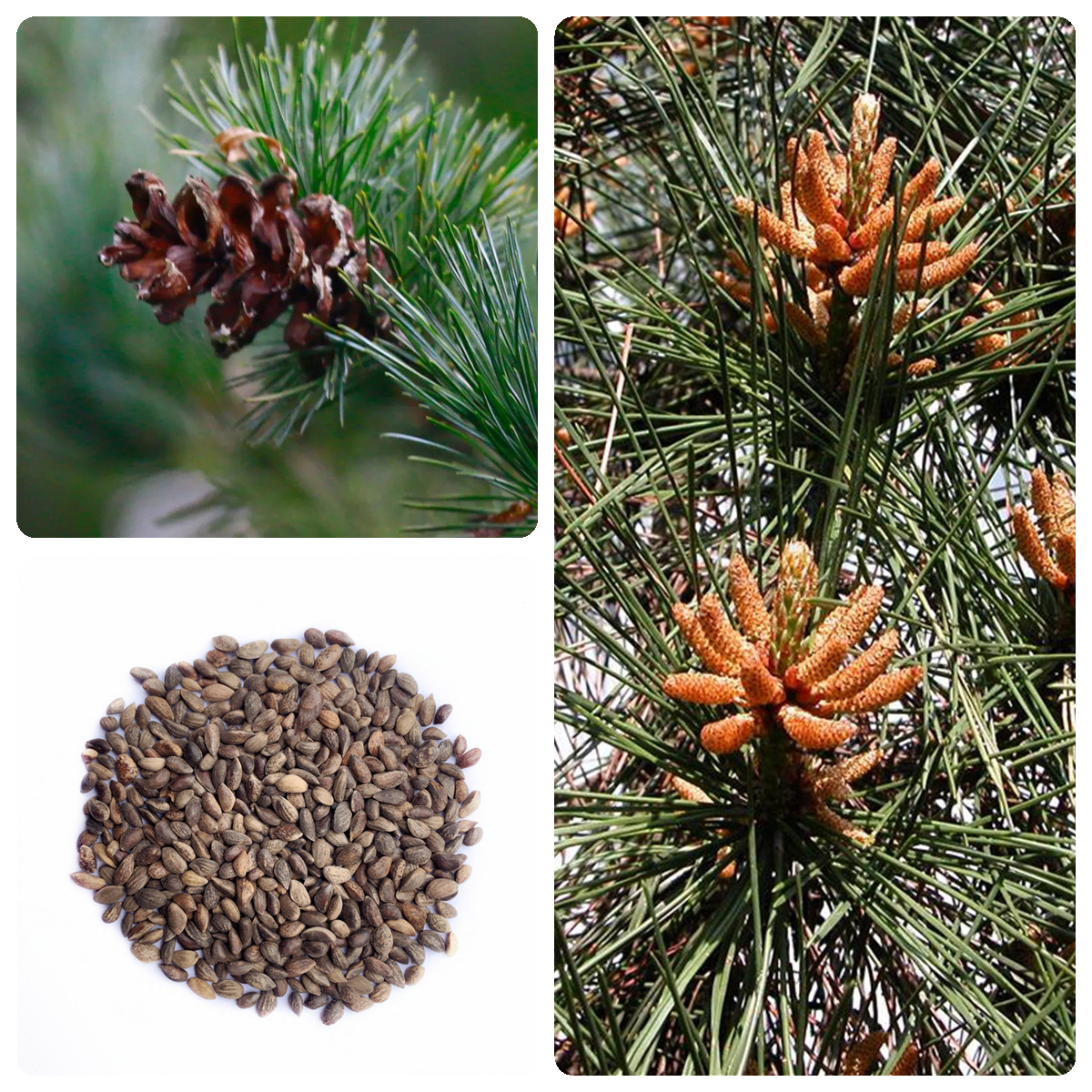 湿地松种子松树种子四季庭院造林护坡湿地松种籽常绿乔木林木种子