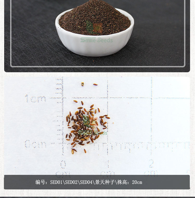 景天种子阳台盆栽多年生三七种子花镜花籽观赏植物红景天花卉种籽