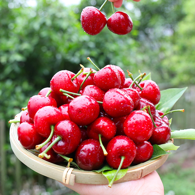 陕西露天红灯樱桃 代发2/4斤大樱桃新鲜应季水果孕妇水果非车厘子