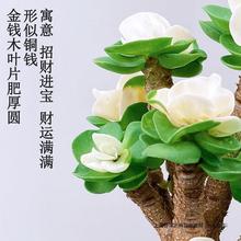 绿植金钱室内盆栽花卉好多肉植物养易活发财树耐旱老桩木四季常青