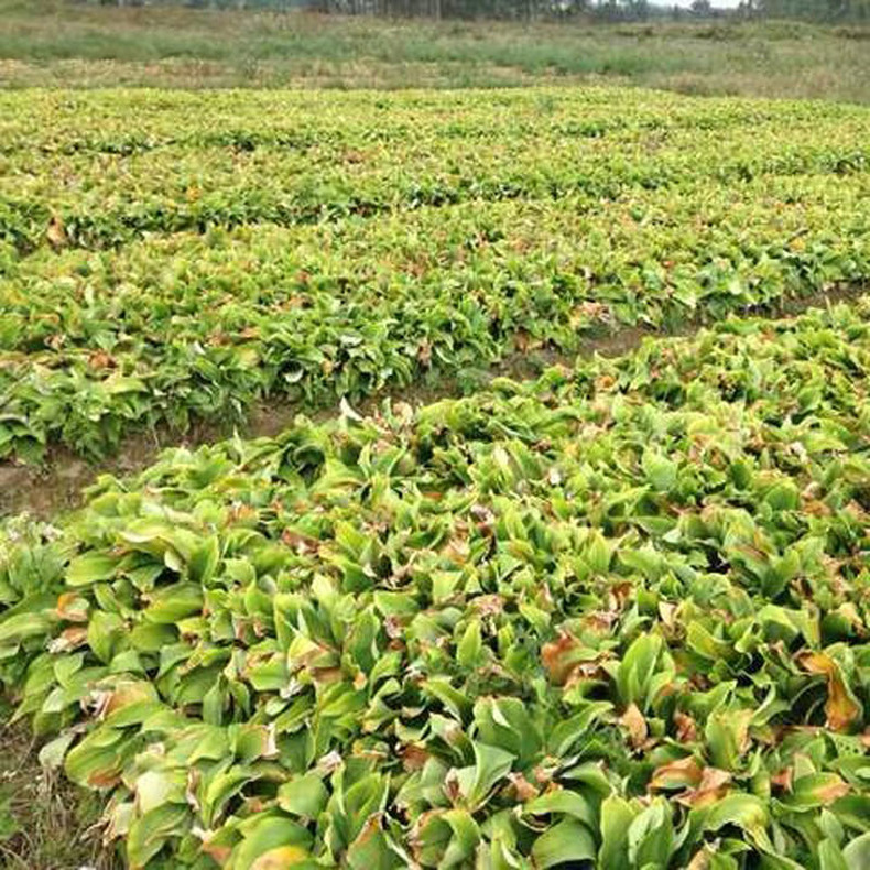沙姜新鲜现挖批发沙姜老姜土特产食用蘸料调料沙姜鸡鸭猪脚虾黄姜