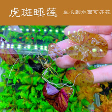 虎斑睡莲 睡莲植物 水草缸养殖水草 中后景水草
