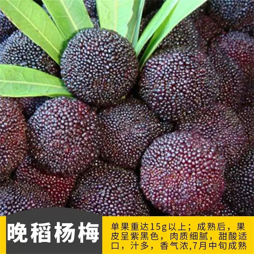 东魁杨梅苗果树苗 正宗嫁接杨梅树苗 特大早熟南北方种植当年结果