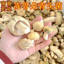 冰鲜冻骨朵青头菌 云南土特产菌菇火锅香菇食材一斤批发野生蘑菇