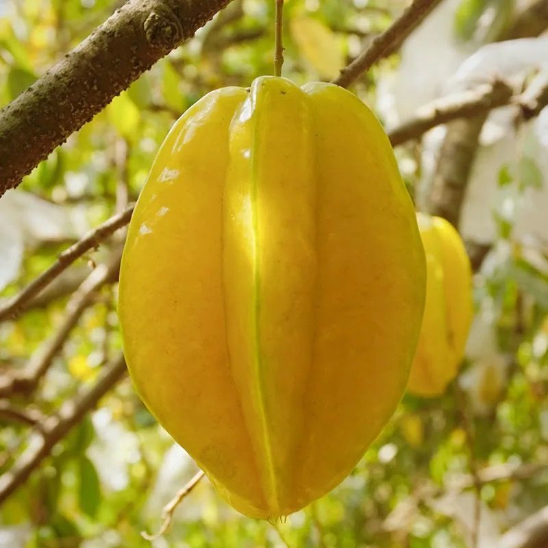 广东杨桃