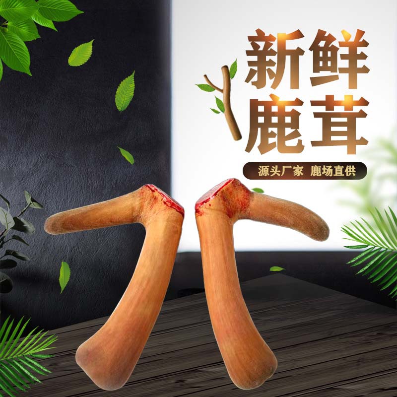 鲜鹿茸 东北特产梅花鹿茸 整枝精选头茬二杠可连刀切片泡酒鲜鹿茸