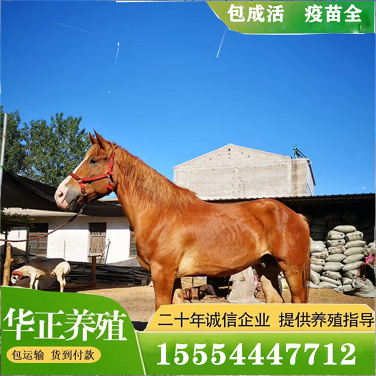 养马出售马匹 骑乘马肉马蒙古马伊犁马马匹什么价位