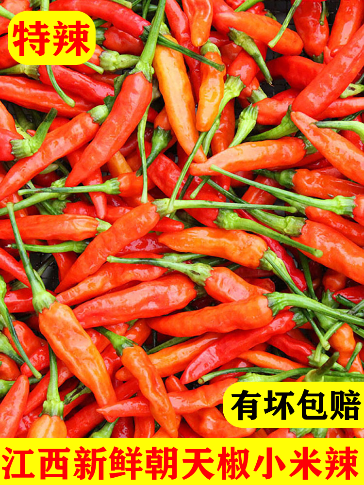 江西朝天椒新鲜小米辣特辣小米椒赣州野山椒赣南本地黄红色指天椒
