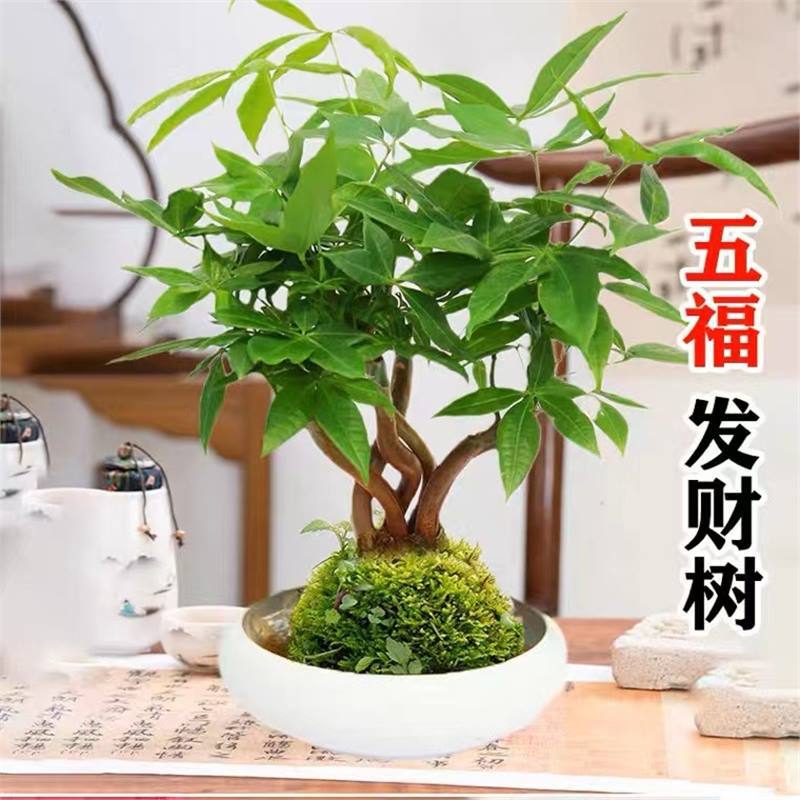 五福发财树盘栽高档领导办公室盆栽室内室外易养活四季常青招财树