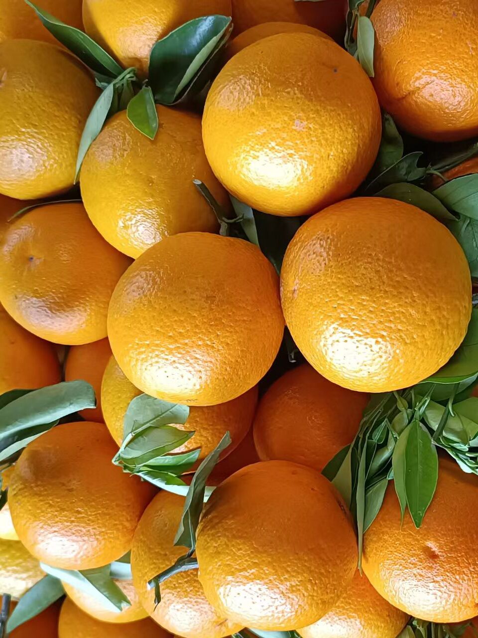 ii广西桂林新鲜夏橙当季阳朔夏橙5斤9斤大果现摘现发多汁手剥橙夏