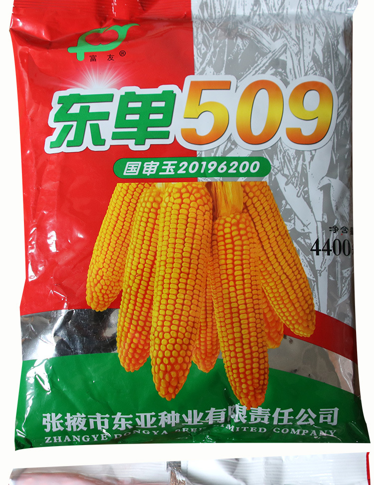 东单509玉米种子 农田菜地农户种植国审杆粗大穗抗倒伏棒子玉米籽