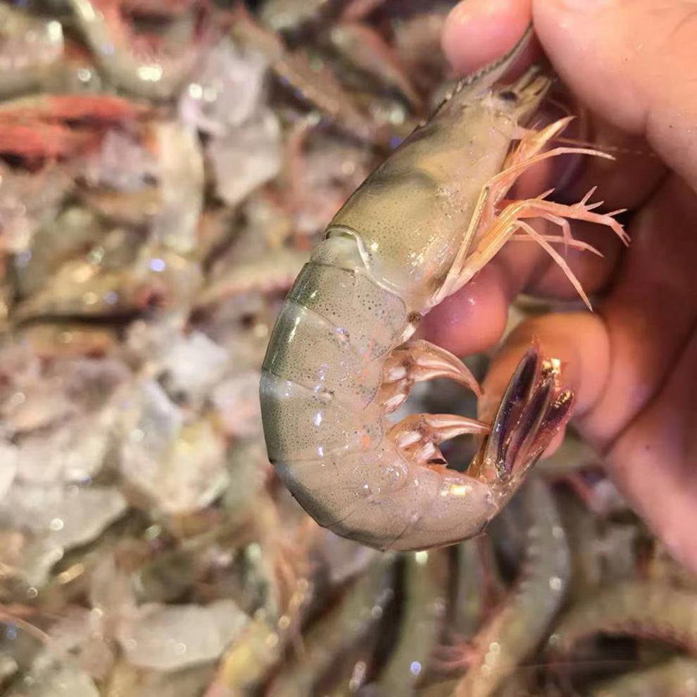 舟山特产野生青壳滑皮虾鲜活活皮虾青壳生鲜船冻新鲜上岸条虾
