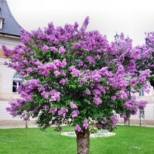 丁香花树苗浓香花苗花卉植物耐寒庭院四季室外别墅白紫丁香花盆栽