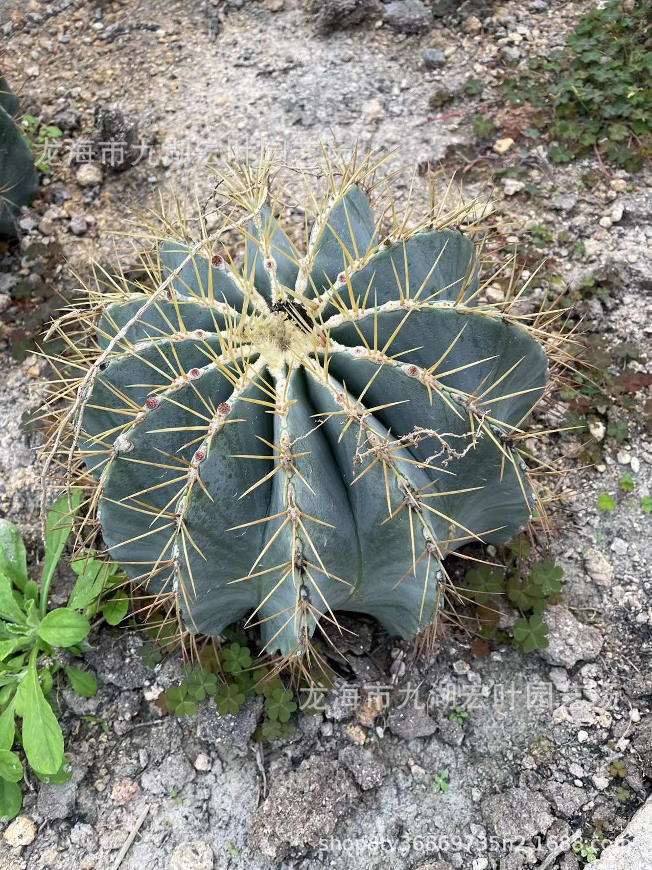 王冠龙强刺球属蓝筒掌蓝金虎仙人球沙生植物仙人掌多肉植物