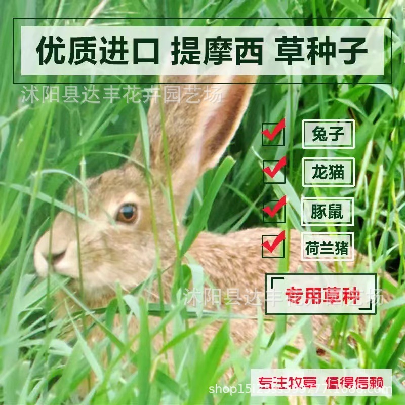 批发提摩西兔草种子又名猫尾草耐寒当年新种发芽率高量大从优