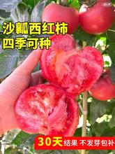 沙瓤大西红柿种孑矮生番茄苗种子圣女果秧苗水果蔬菜籽种大全四季