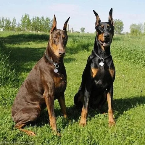 纯种杜宾犬幼犬活体出售护卫犬德系美系杜宾活体幼犬赛级杜宾宠物