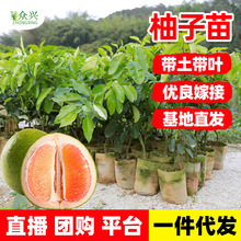 广西3年柚子树苗嫁接红心红肉蜜柚果树果苗南方种植三红蜜柚