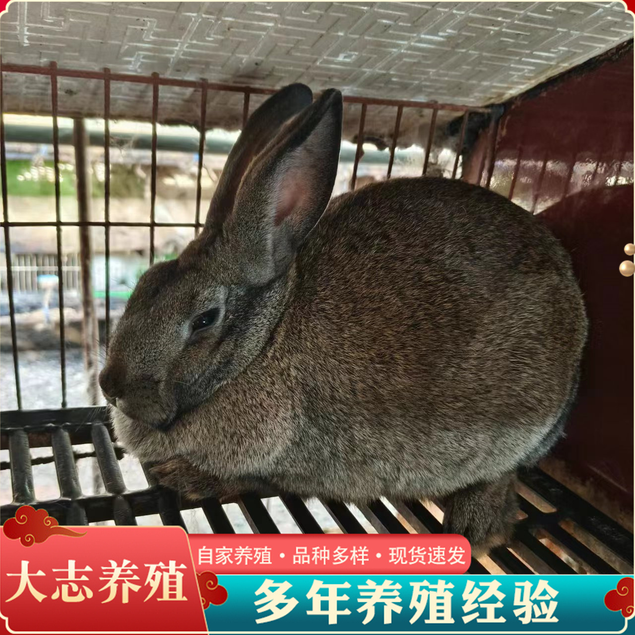 比利时肉兔品种优质灰兔比利时幼兔活体散养纯种比利时成年兔母兔