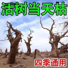 灭树粉除树死树剂大树烂根强力杀死大树根的专用药烂树根剂