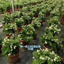 龙吐珠花苗爬藤植物带花苞藤蔓遮阳台围墙地栽盆栽四季开花庭院花