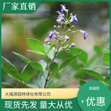 【基地批发】蔓荆 工程绿化苗 蔓荆地栽苗 量大价优 规格齐全