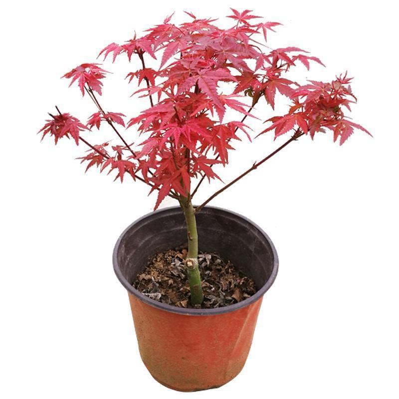 红枫树苗老桩盆栽日本红枫四季红室内外庭院耐寒观叶绿植盆栽