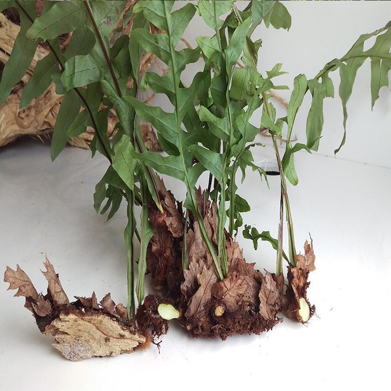 中药材 骨碎朴 肉碎补 石岩姜 猴姜 干毛姜 申姜 骨碎补克