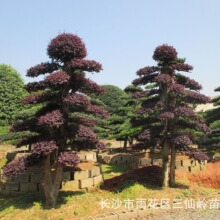 求购红花继木 湖南造型红花继木特色闻名 红花继木桩景价格优惠