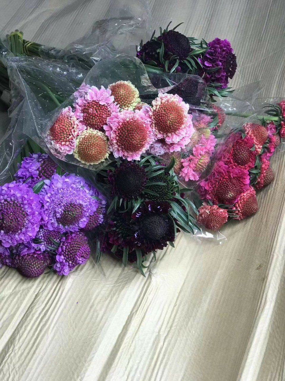 松虫草鲜切花云南鲜花批发基地直发直批产地直销红色各种色松虫草