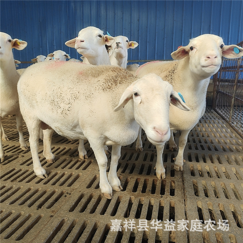 一只杜泊绵羊种公羊多少钱澳洲白小羊羔活羊萨福克