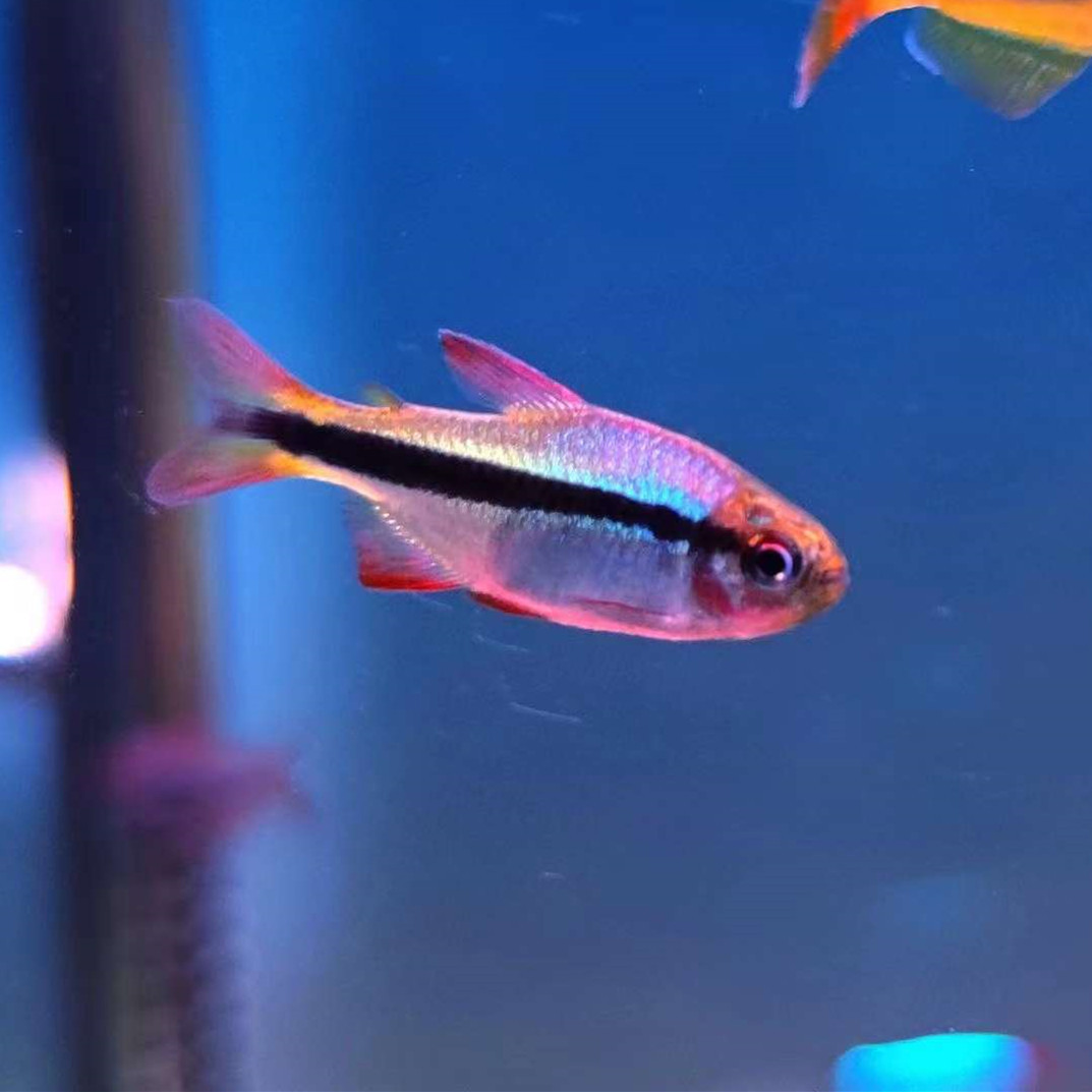 皇室青魔鬼灯鱼 活体热带观赏鱼水族宠物鱼群游鱼可混养渔场批发