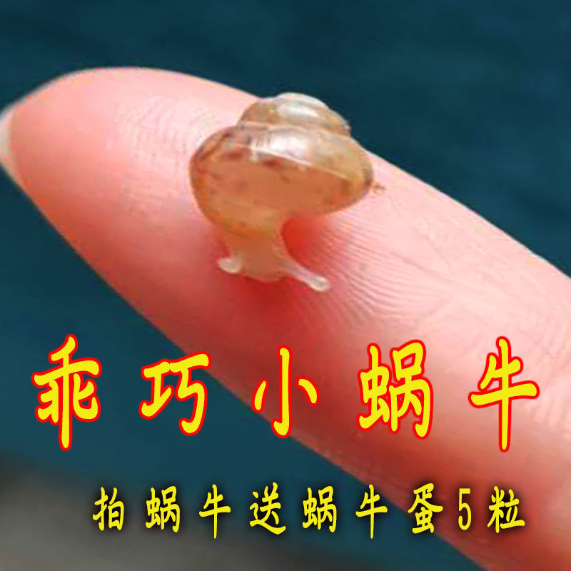 白玉蜗牛宠物