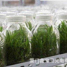 厂家全光谱LED植物灯石斛LED组培灯白芨育苗水培灯大棚补光灯