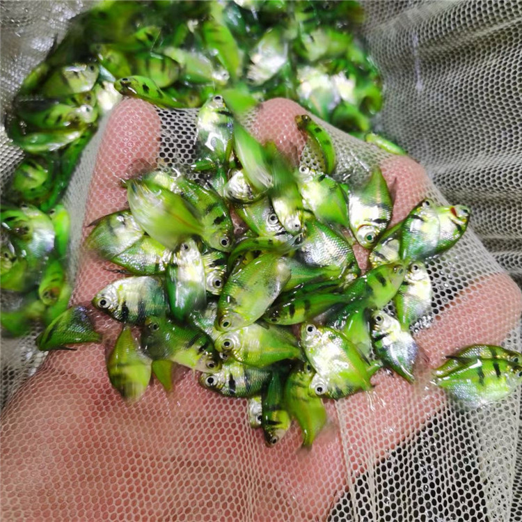 绿老虎天使鱼活体热带观赏鱼水族宠物鱼群游鱼可混养上海渔场批发