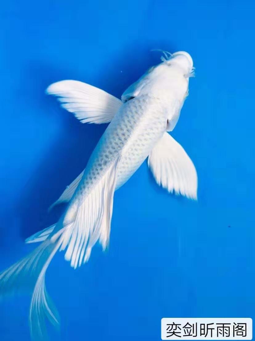 活体观赏鱼龙凤锦鲤纯种长尾冷水淡水好养耐活小鱼苗金鱼包邮包活