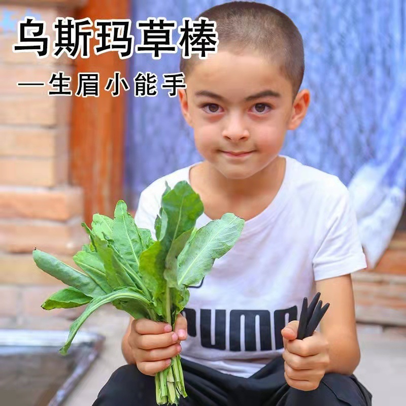 乌斯玛草棒奥斯曼草棒新疆原产地吾斯曼草棒厂家直发