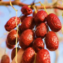 若羌灰枣新疆特产红枣批发煮粥泡茶生吃小皮薄肉厚香甜可口厂批发