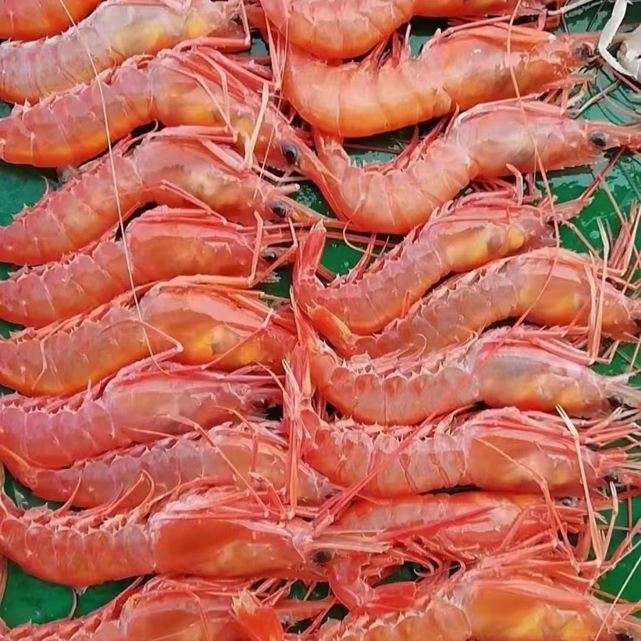 Ⅸ限时新鲜红绿虾红魔日料刺身红虾生腌批发鲜活非阿根虾冷冻商用