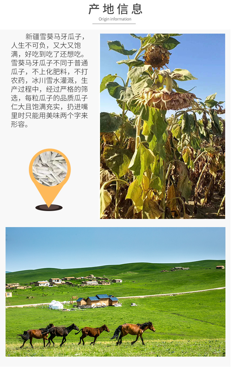 手工炒制马牙白瓜子 阿克苏大颗粒原味牙签瓜子 新疆厂家马牙瓜子