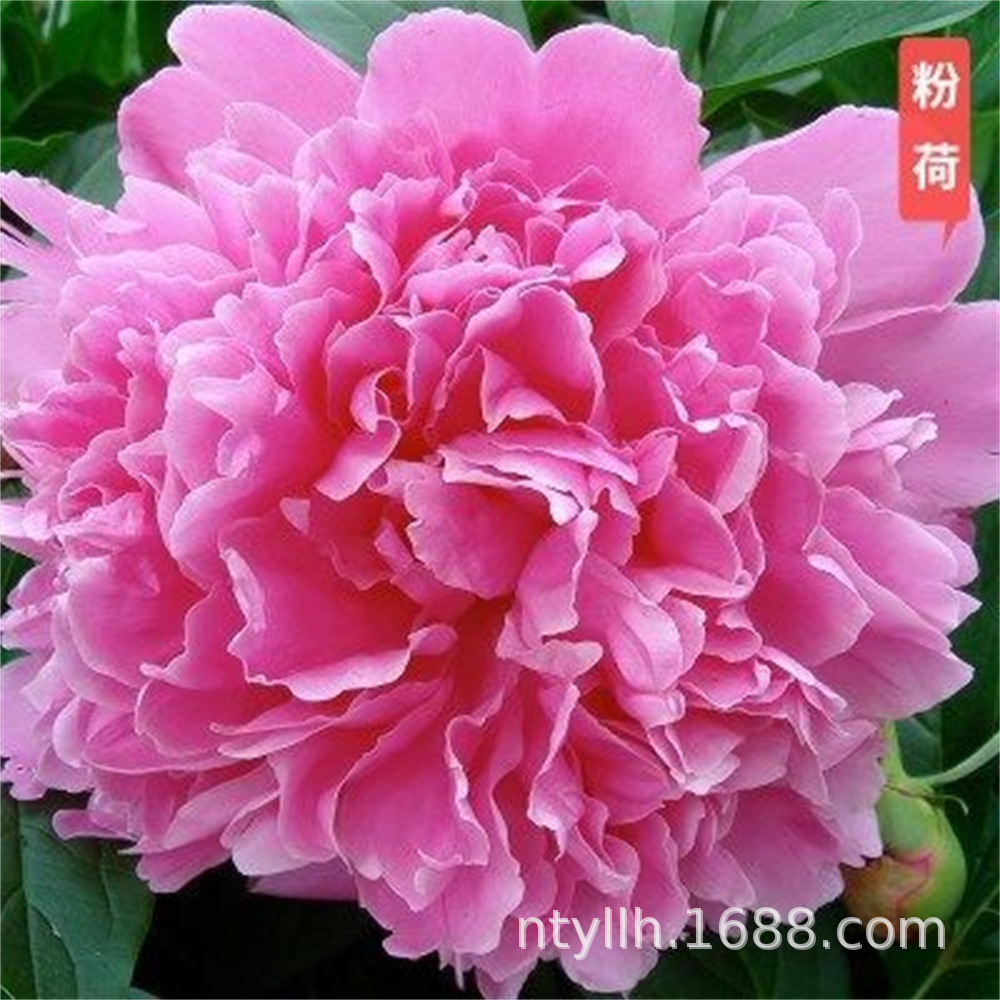 粉荷芍药花苗四季开花易活芍药种根块庭院盆栽草好养花卉植物室内