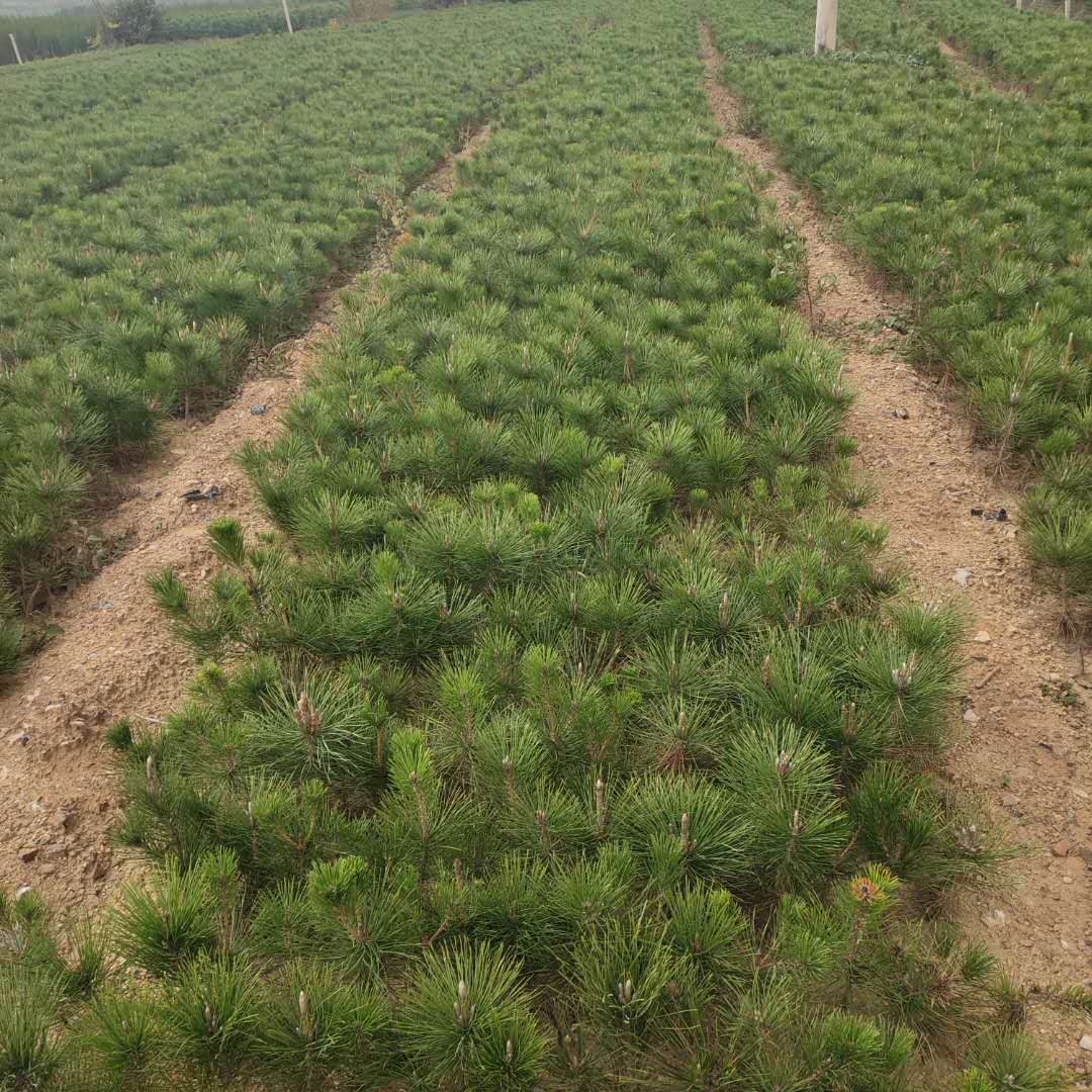 黑松苗白皮松黑松小苗雪松苗雪松树苗直销松树苗盆景造型素材苗子